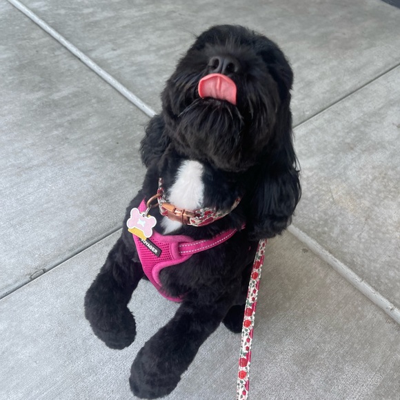 Meet your Posher, Beef/Kyle!! Please comment so I can check out your closet too! - Picture 7 of 7